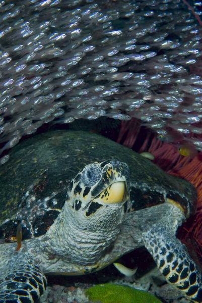 Indonesia Glassfish swim with a hawksbill turtle